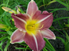 Kings Throne Daylily